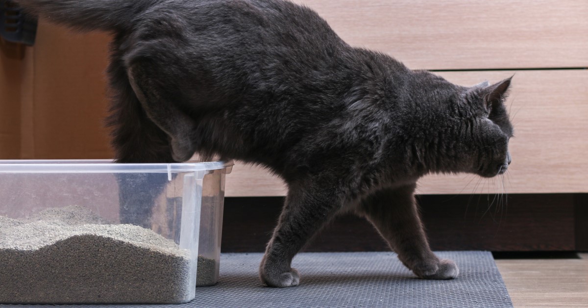 Where Should I Put My Cat’s Litter Box?